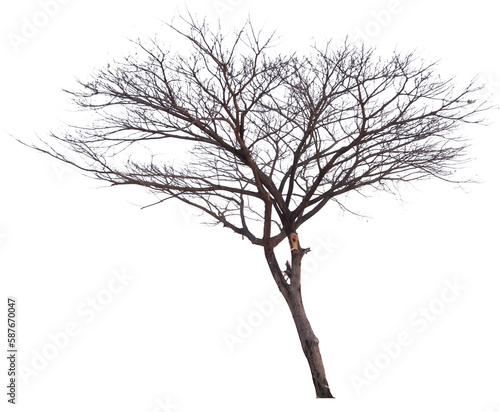 real death tree PNG file transparent