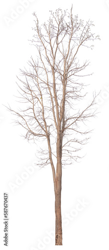 real death tree PNG file transparent