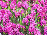 Field with blooming hyacinths Hyacinthus orientalisin bright colors