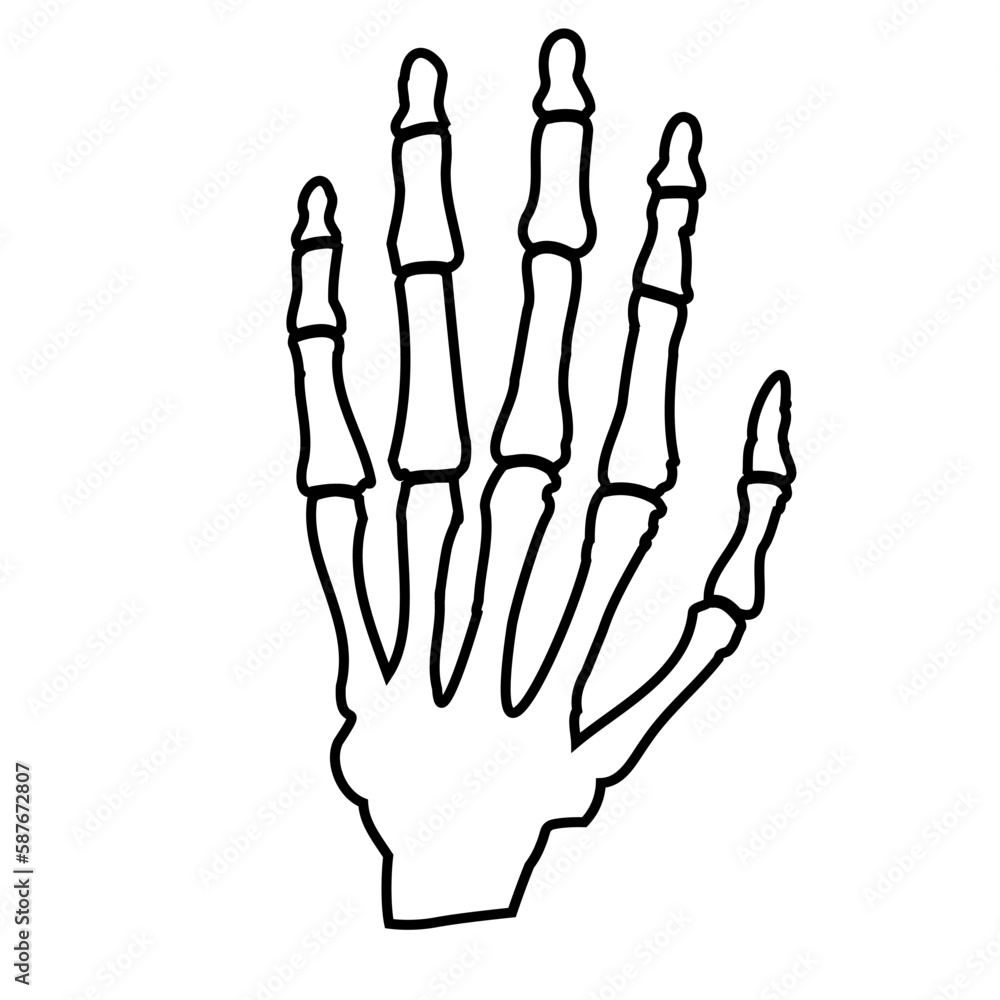 Bones of the human hand.Human anatomy Bones of the human hand.Human anatomy