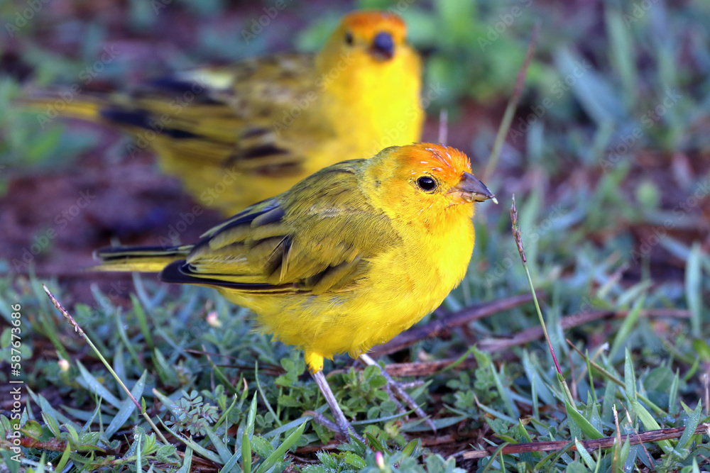 male Saffron Finch (Sicalis flaveola) perched on grass. in the background another blurred male male Saffron Finch (Sicalis flaveola) perched on grass. in the background another blurred male