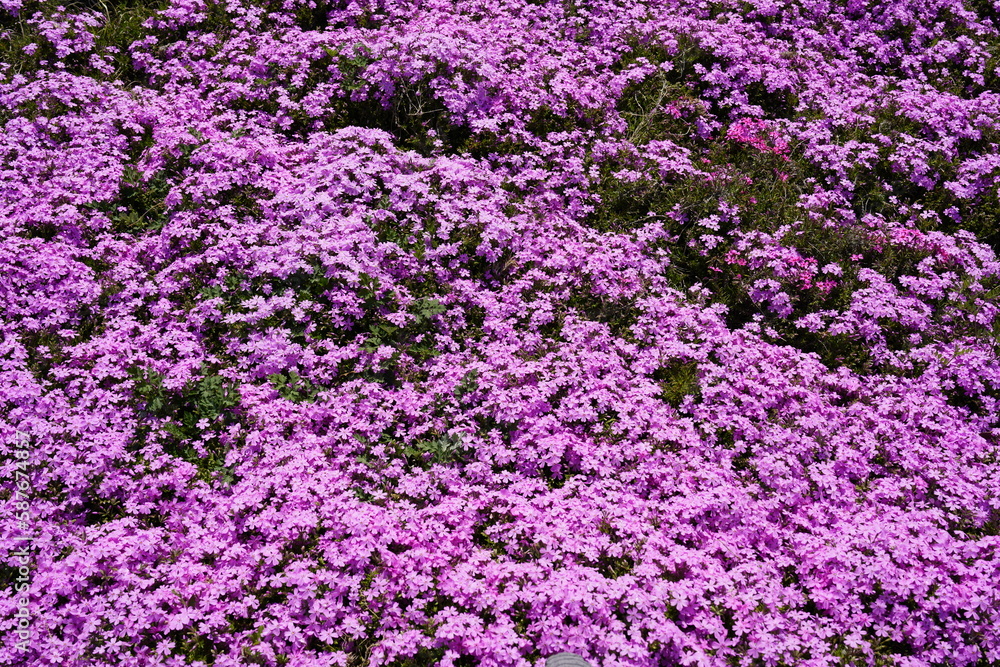 ピンクの芝桜が咲いている