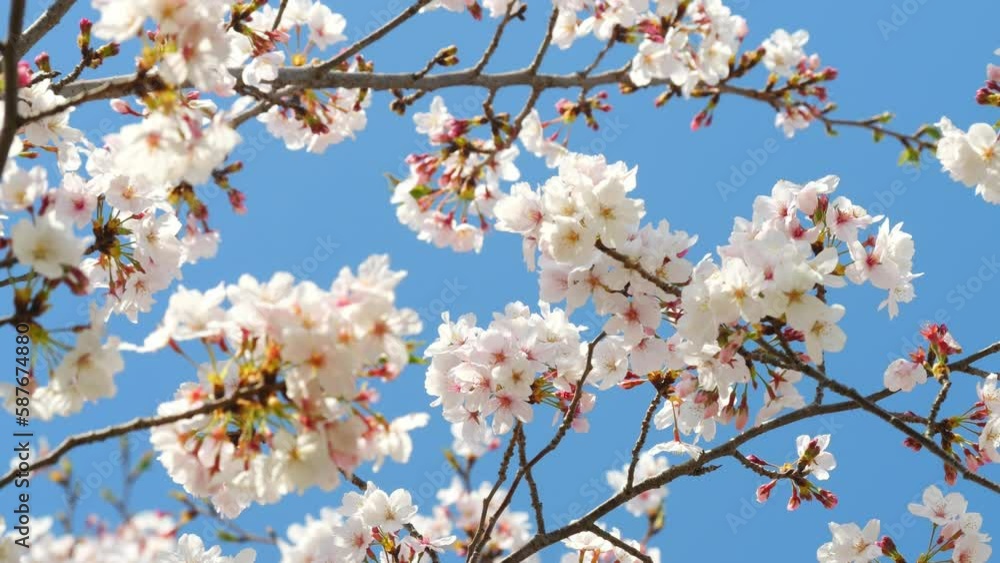 Beautiful cherry petals swaying in the wind on a sunny spring day Beautiful cherry petals swaying in the wind on a sunny spring day