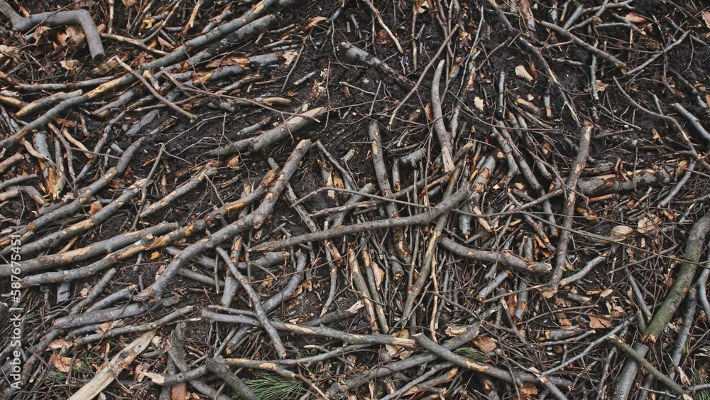 Broken Tree Branches and Wood Shavings Scobs in Forest Destroyed by Lumberjack Industrial Deforestation Clearance Site Broken Tree Branches and Wood Shavings Scobs in Forest Destroyed by Lumberjack Industrial Deforestation Clearance Site