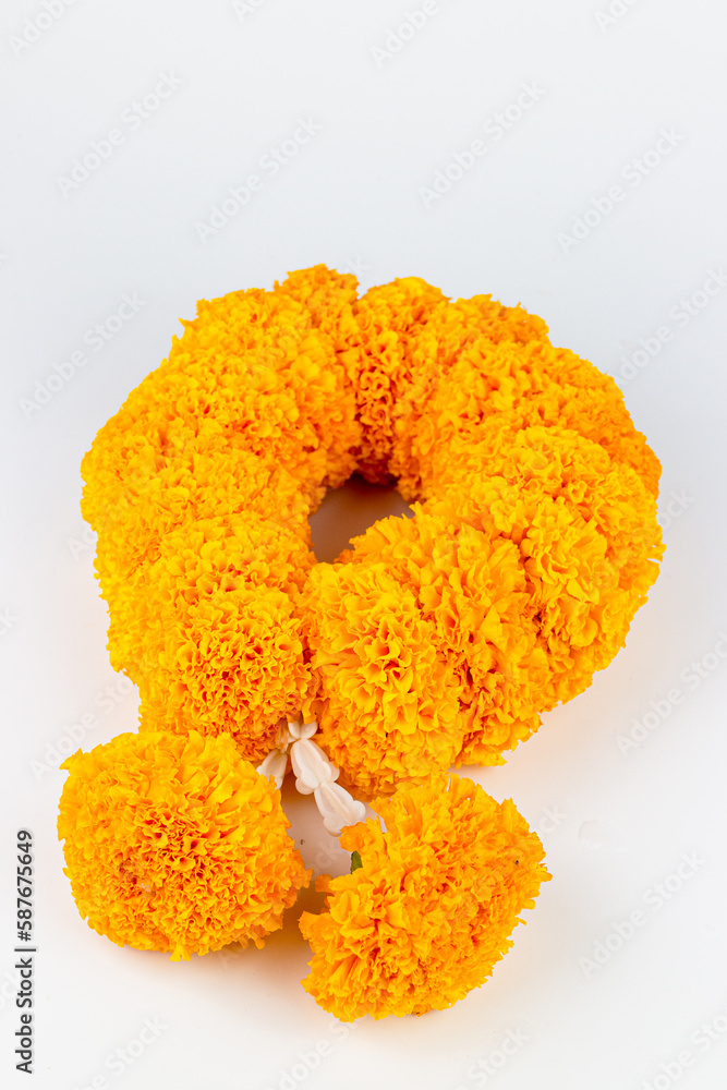 Marigold flower on white background. Marigold is the national flower of India. Marigold flower on white background. Marigold is the national flower of India.