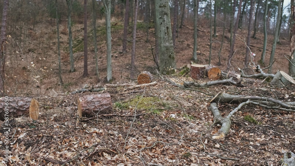 Broken Tree Branches and Wood Shavings Scobs in Forest Destroyed by Lumberjack Industrial Deforestation Clearance Site Broken Tree Branches and Wood Shavings Scobs in Forest Destroyed by Lumberjack Industrial Deforestation Clearance Site