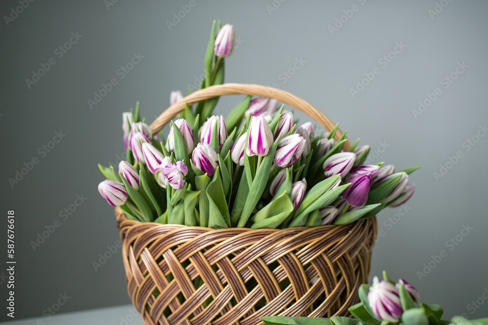 Obraz premium Striped purple fleming flag tulips are on the table in a basket. Bouquet of flowers
