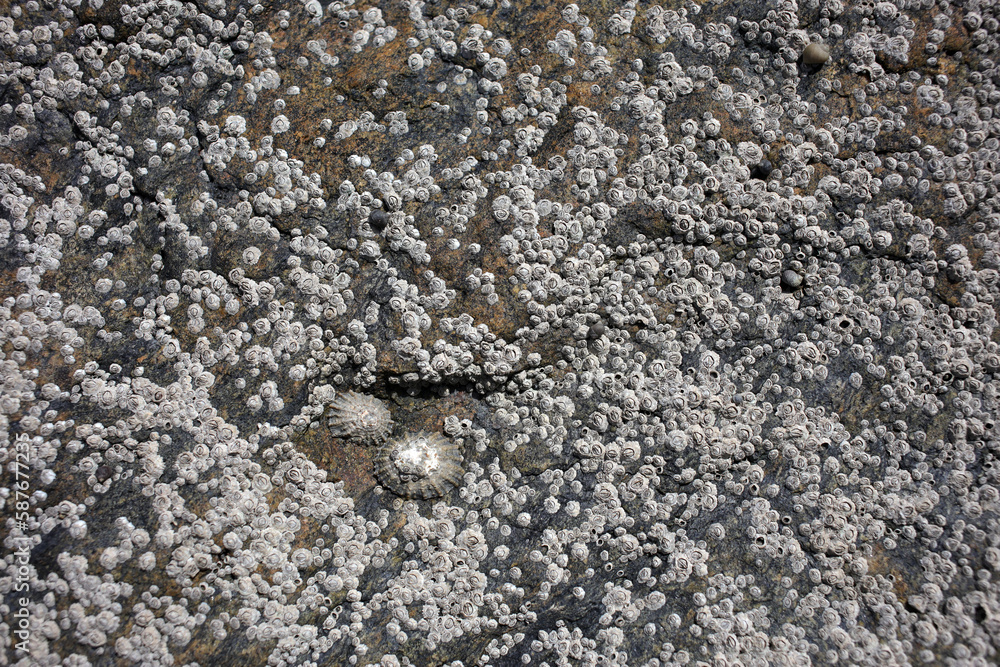 Rock on the shore covered with barnacles and limpets at low tide Rock on the shore covered with barnacles and limpets at low tide