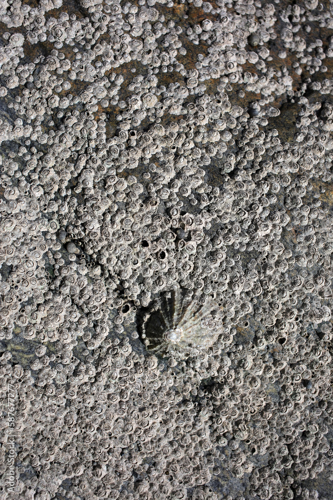 Rock on the shore covered with barnacles and limpets at low tide Rock on the shore covered with barnacles and limpets at low tide