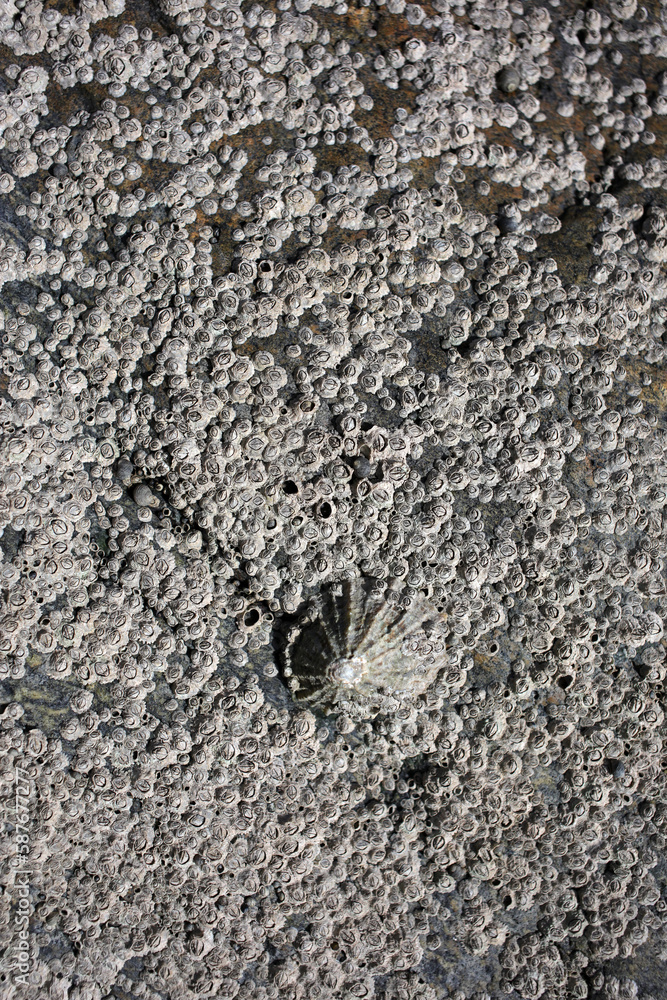 Rock on the shore covered with barnacles and limpets at low tide