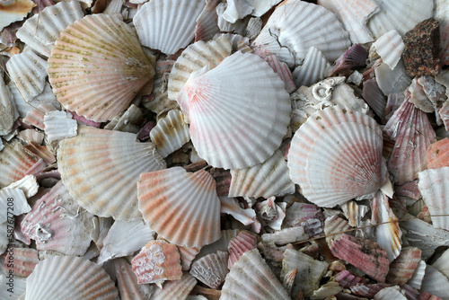 Scallops dried shells used as pavement material on footpath