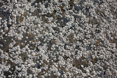 Rock on the shore covered with barnacles and limpets at low tide photo