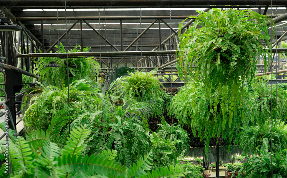 Ferns with green leaves in hanging baskets. Charming indoor hanging