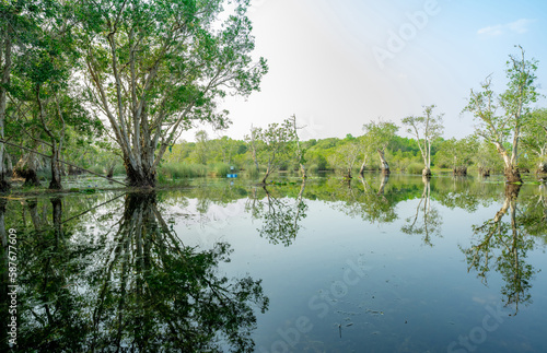 White samet or cajuput trees in wetlands forest with reflections in water. Greenery botanic garden. Freshwater wetland. Beauty in nature. Body of water. Green forest in wetland. World environment day.