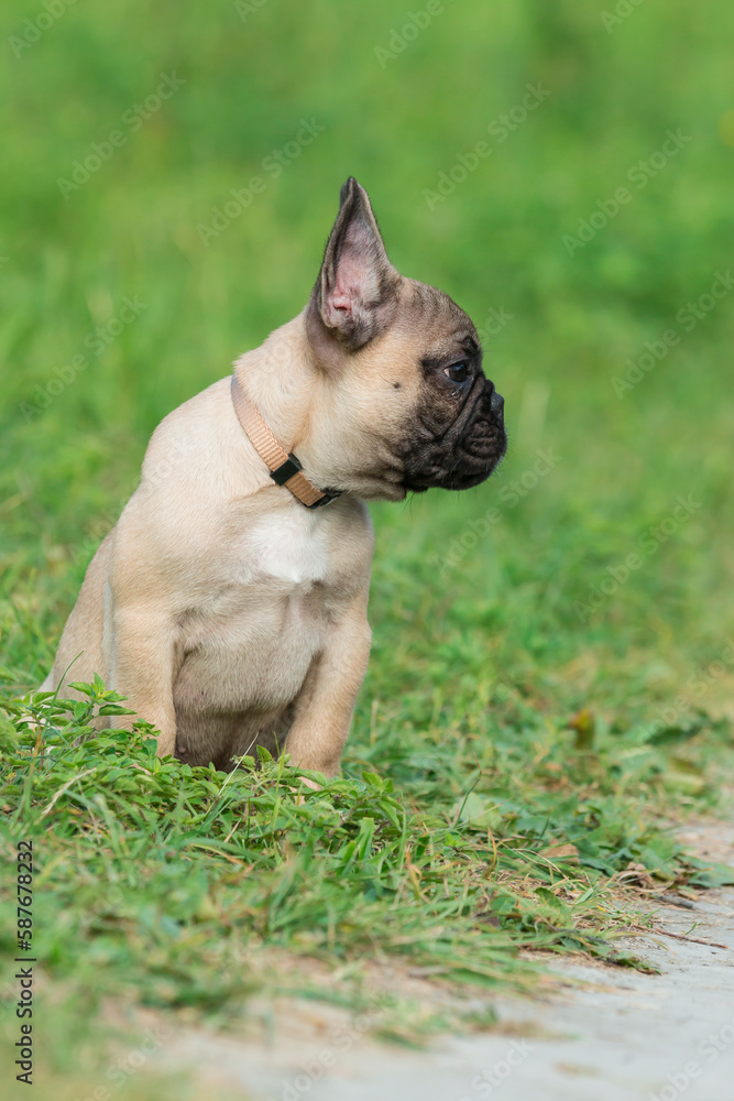 Funny 4-month-old purebred French bulldog, brown puppy, sits in green grass, in a typical posture of the breed. He is outside in a park, look. He looks towards the camera.