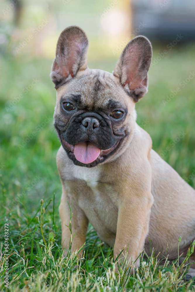 Funny 4-month-old purebred French bulldog, brown puppy, sits in green grass, in a typical posture of the breed. He is outside in a park, look. He looks towards the camera.