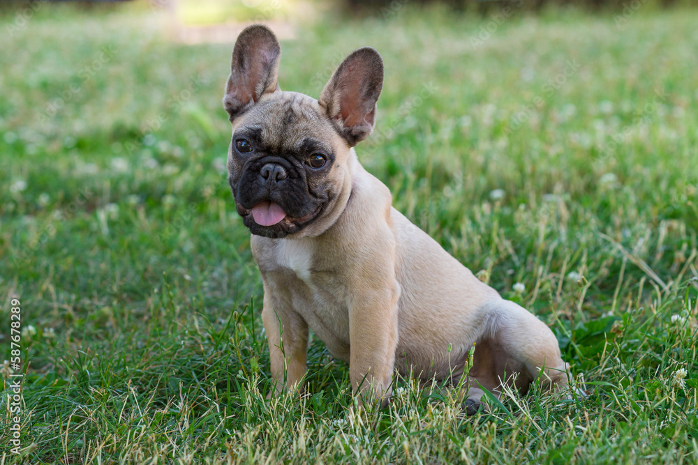 Funny 4-month-old purebred French bulldog, brown puppy, sits in green grass, in a typical posture of the breed. He is outside in a park, look. He looks towards the camera. Funny 4-month-old purebred French bulldog, brown puppy, sits in green grass, in a typical posture of the breed. He is outside in a park, look. He looks towards the camera.