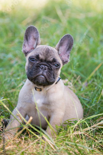 Funny 4-month-old purebred French bulldog, brown puppy, sits in green grass, in a typical posture of the breed. He is outside in a park, look. He looks towards the camera.