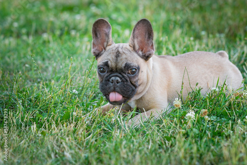 4-month-oldpurebred French Bulldog puppy lying in the grass after a walk. Purebred French Bulldog young dog with cut, funny face lying in the grass.