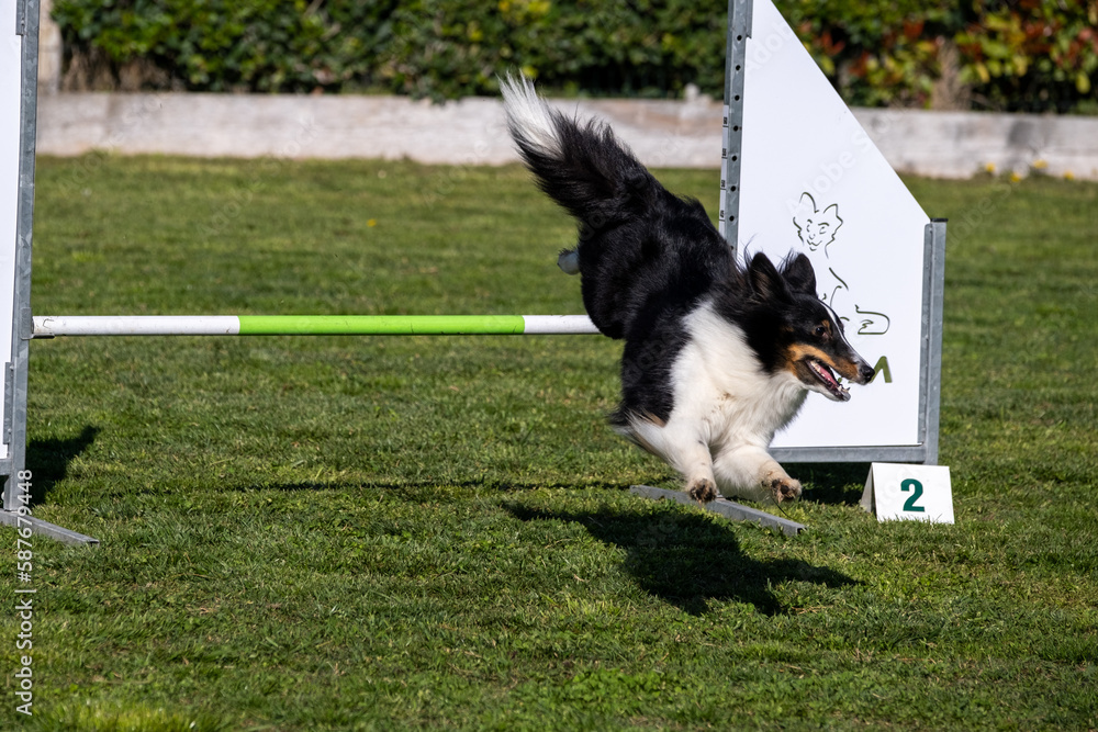 Border collie jumping over hurdle in agilitydog competition.
Border collie jumping over hurdle in agilitydog competition.