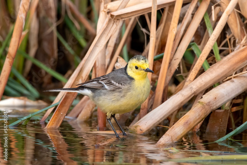 Citrine wagtail or Motacilla citreola observed near Nalsarovar in Gujarat, India photo