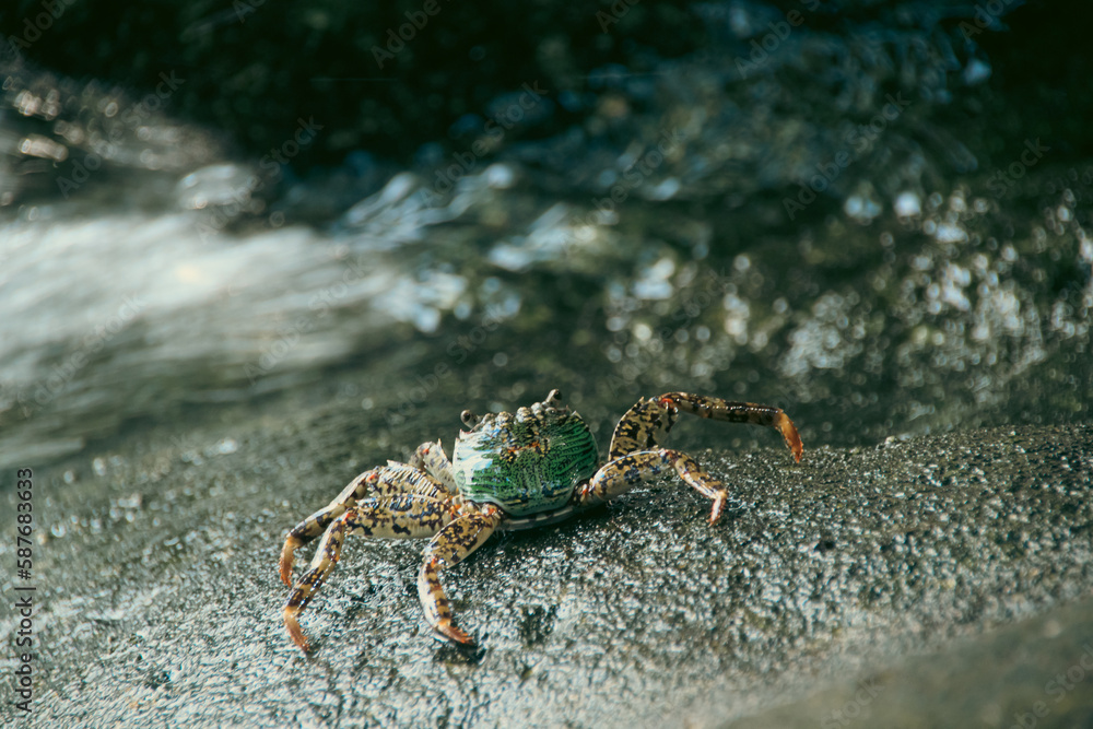 Close up of a Swift-footed Rock Crab or Leptograpsus variegatus foraging on the rocks Close up of a Swift-footed Rock Crab or Leptograpsus variegatus foraging on the rocks