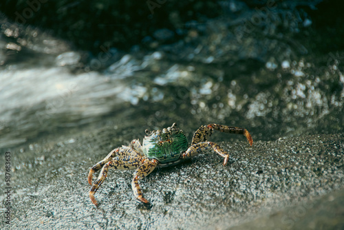 Close up of a Swift-footed Rock Crab or Leptograpsus variegatus foraging on the rocks