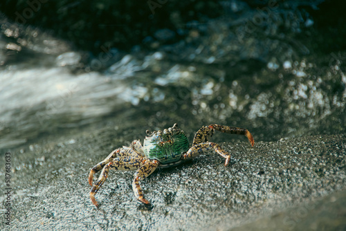 Close up of a Swift-footed Rock Crab or Leptograpsus variegatus foraging on the rocks © MarieXMartin