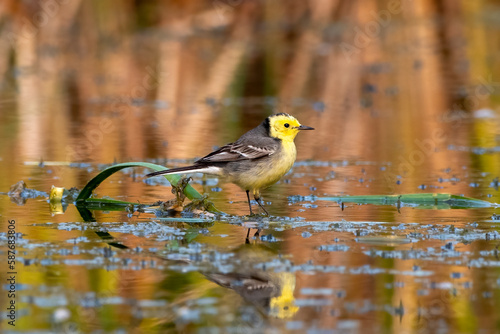 Citrine wagtail or Motacilla citreola observed near Nalsarovar in Gujarat, India photo