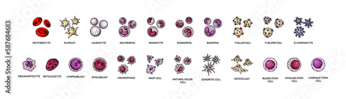 Blood cells isolated on white background. Scientific microbiology vector illustration in sketch style photo