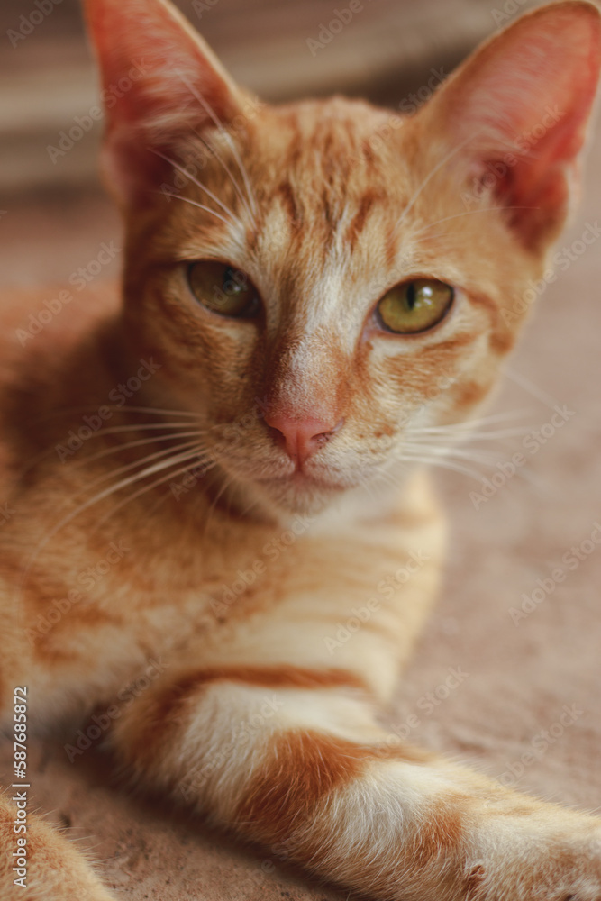 Cute ginger pet cat posing for the camera