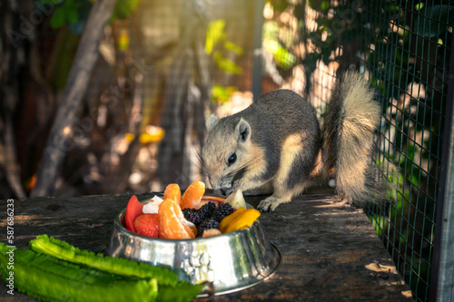 White bellied gray Finlayson's squirrel or Variable squirrel (C. f. floweri) with local vegetables and fruits in trays in the backyard. photo