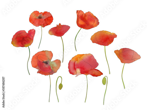 Poppy flowers set isolated om white. Watercolor botanical illustration. Spring blossom meadow. Red summer flowers hand drawn clipart