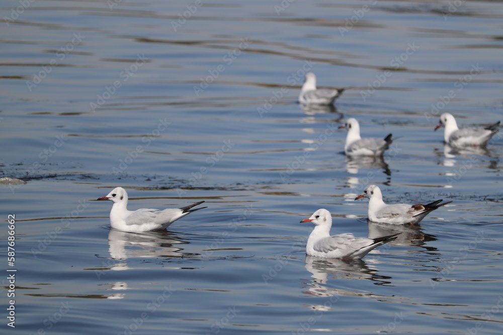 a group of birds black-headed gull (Chroicocephalus ridibundus) a group of birds black-headed gull (Chroicocephalus ridibundus)