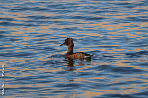 ferruginous duck (Aythya nyroca) swimming on the Nile river