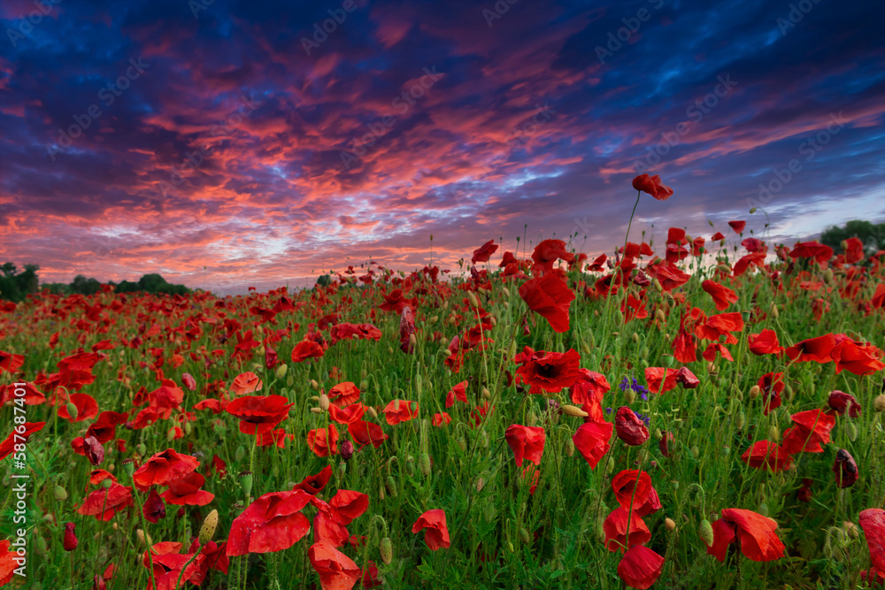 Colorful poppy field at the sunset