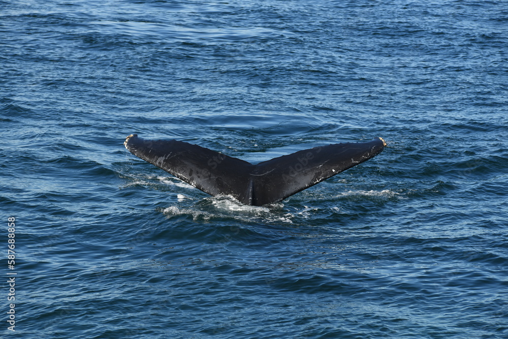 Fototapeta premium Diving Whale