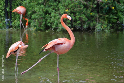 Flamingo Pirouette