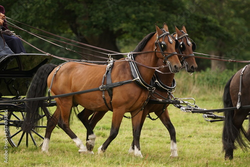 Horses pulling carts or carriages wearing full leather harness, bridles and breastcollar