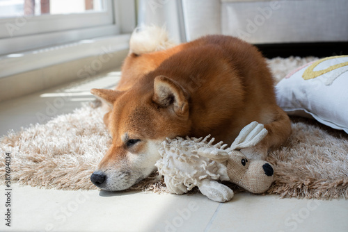 Domestic sad dog sits on a shaggy rug at home with a toy looks out the window and waits for its owner to come. Lonely shiba inu puppy dog photo