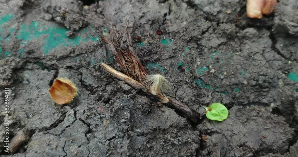 Ant carries piece of a plant Ant carries piece of a plant