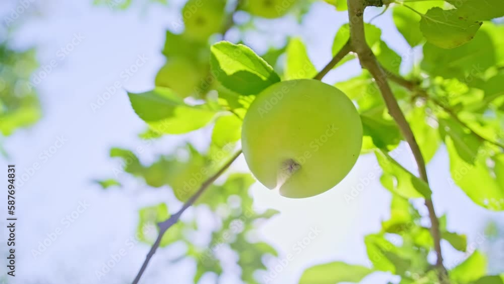 Single ripe green apple in the wind on a sunny day. Single ripe green apple in the wind on a sunny day.