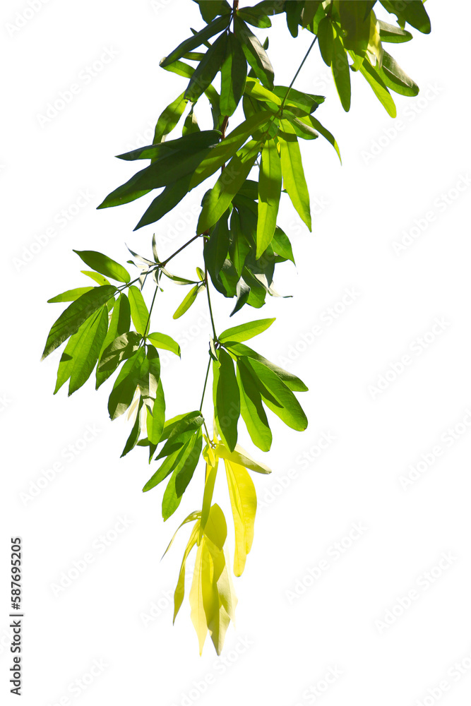 Obraz premium Green leaf or branch isolated on white background.