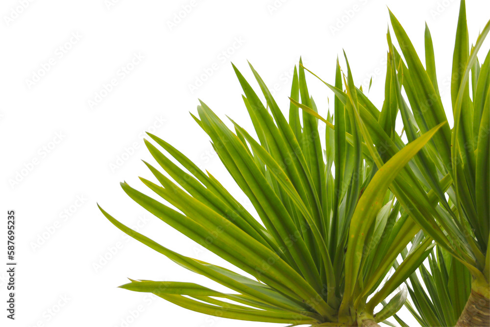Obraz premium green coconut leaf or tree branch isolated on white background.Selection focus.