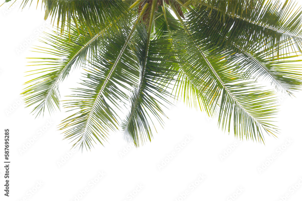 green coconut leaf or tree branch isolated on white background.Selection focus. green coconut leaf or tree branch isolated on white background.Selection focus.