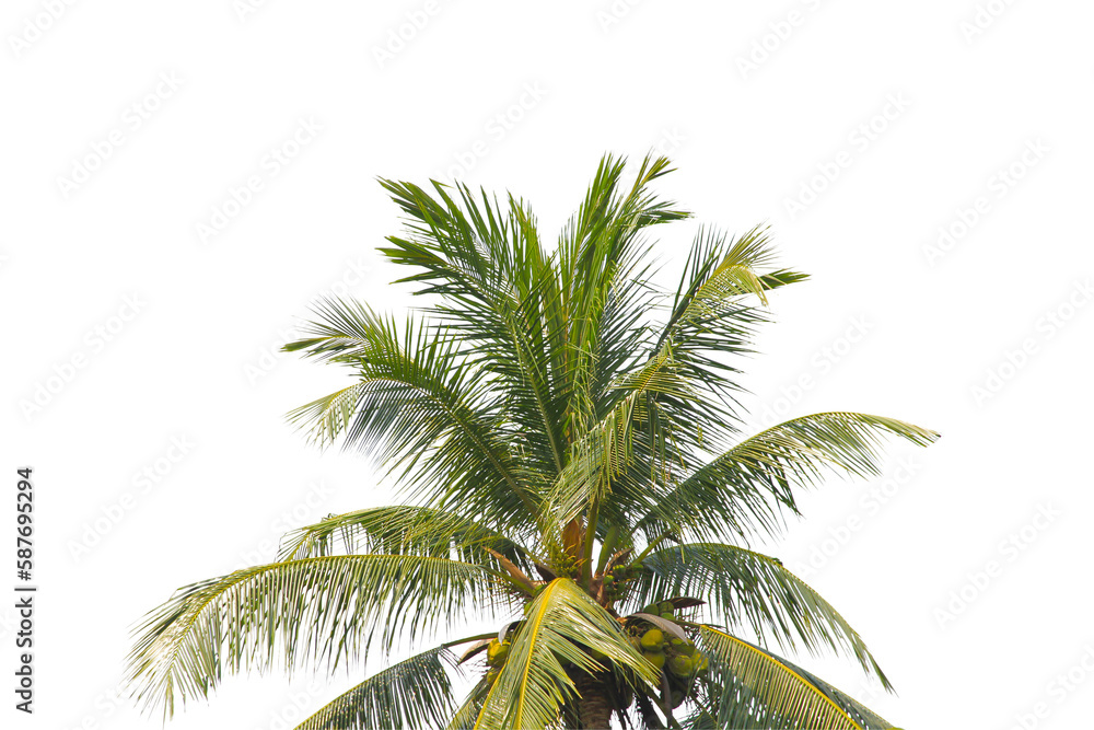 Fototapeta premium green coconut leaf or tree branch isolated on white background.Selection focus.