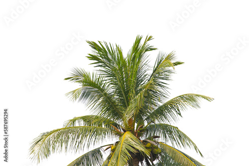 green coconut leaf or tree branch isolated on white background.Selection focus.