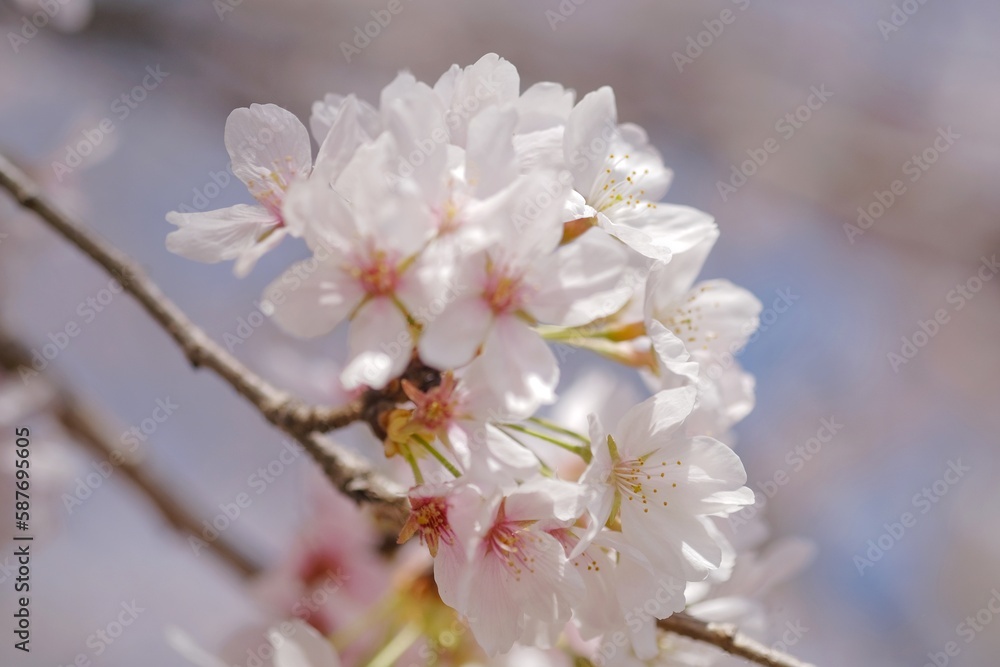 上の桜 上の桜
