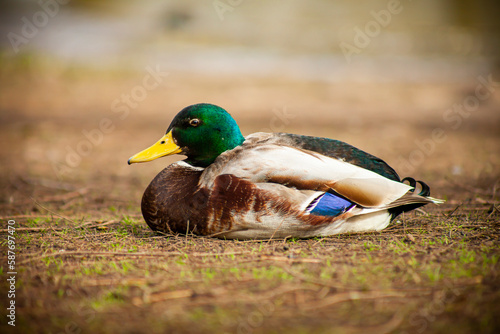 Duck Next To The River