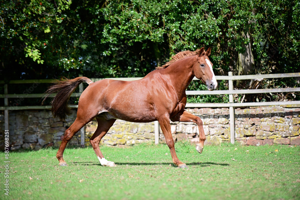 horse galloping and bucking in well maintained sunny grassy walled paddock